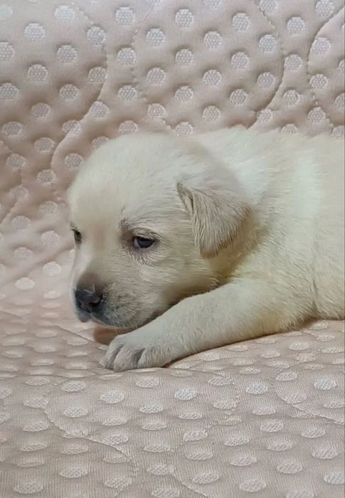 Щеночки лабрадора - ретривера