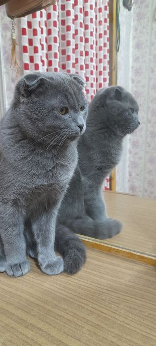 Xojayin yigitga tegadi