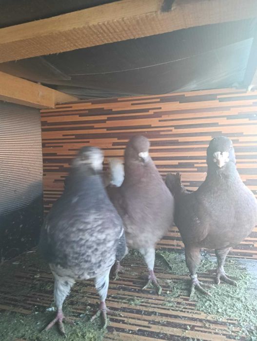 Schimb Porumbei kingi