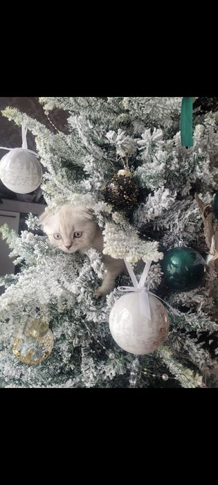 Котенок Скоттиш-фолд