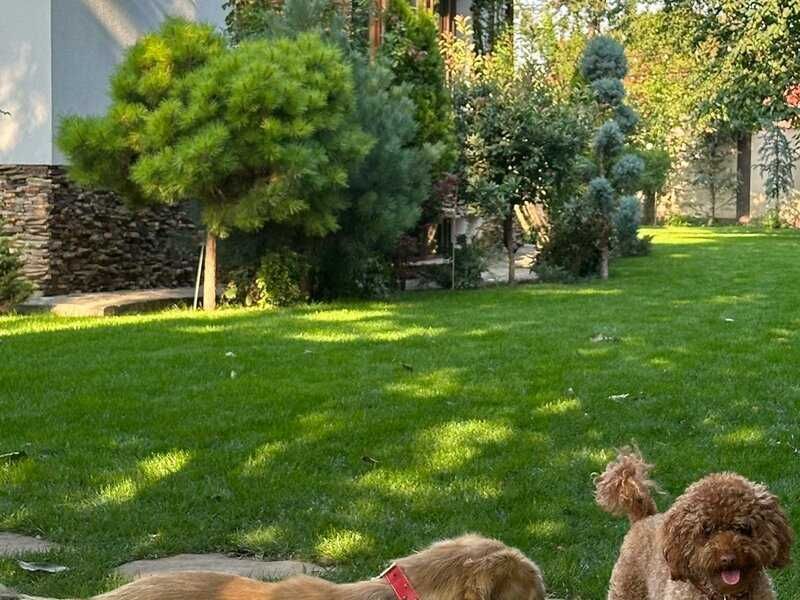 Amenajări și întreținere grădini, defrișare terenuri, tuns gazon, toaletare copaci — București-Ilfov