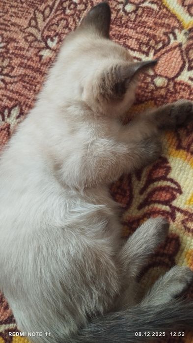 Отдам двух девочек