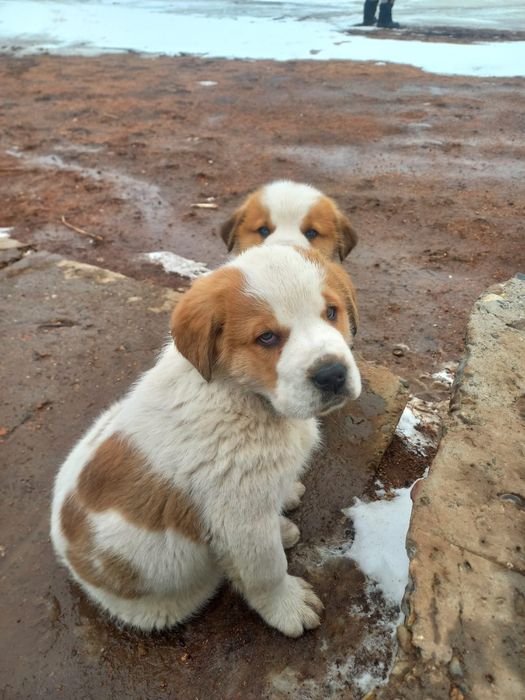Щенки Сенбернара