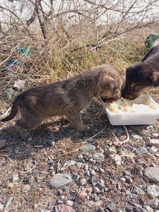 Отдам щенка охранника