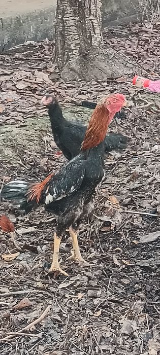 Дакан хўроз ва товуқлари сотмлади 3та хўроз 9та товуқ