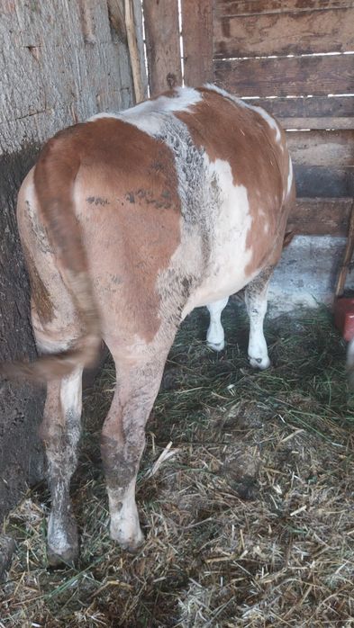 De vânzare juninci de 6 luni ,bălțată românească