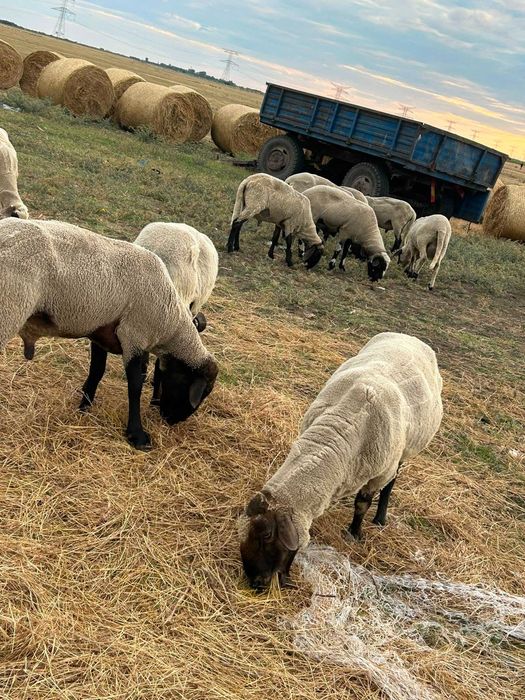vand berbec pentru mai multe detalii la nr afisat in descriere