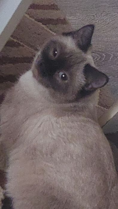 Нам нужен сиамский кот