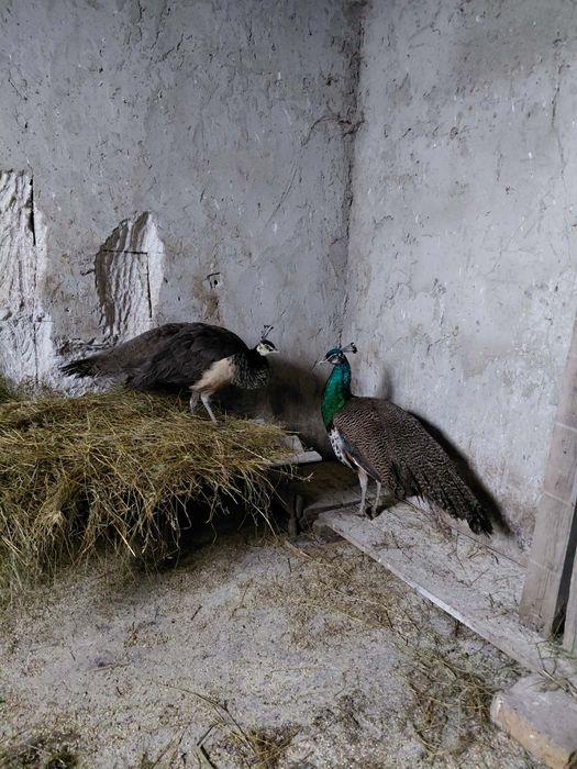 Păuni de un an de vânzare