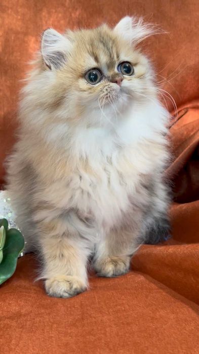 Pisica Persana Chinchilla cu pedigree