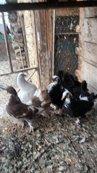 Porumbei kingi și rotati