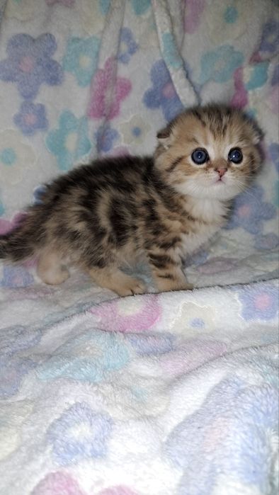 Котята без помиси