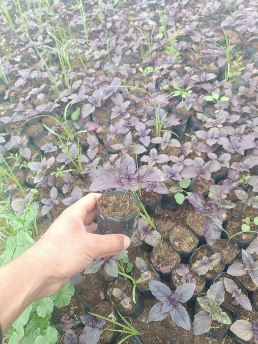 Rayxon Koʻchatlariga Zakaz Olamiz