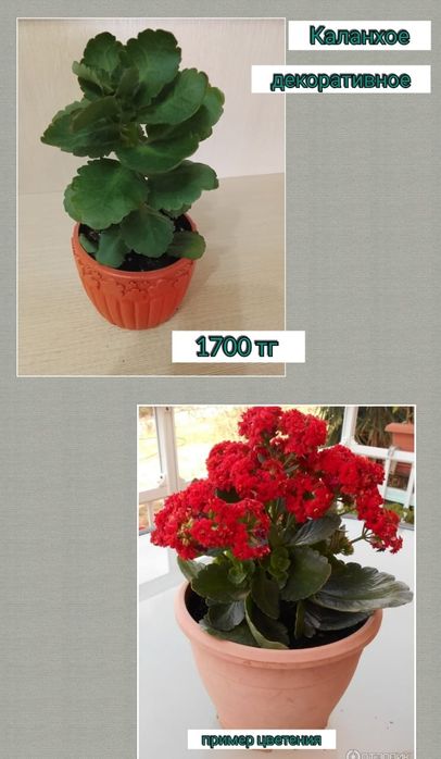 Комнатные растения цветы каланхоэ