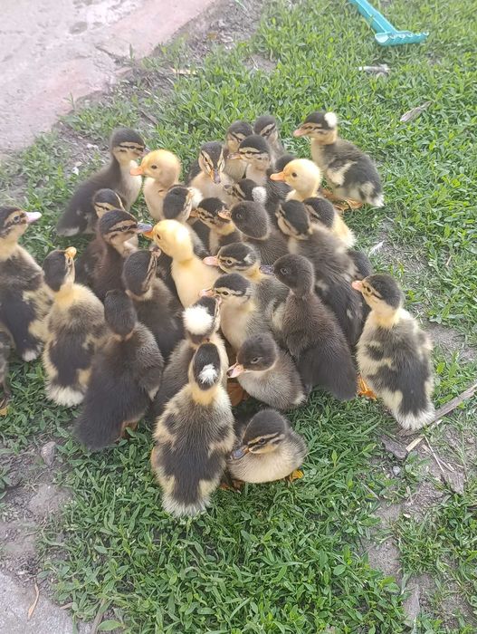 Boboci de rata macanitoare