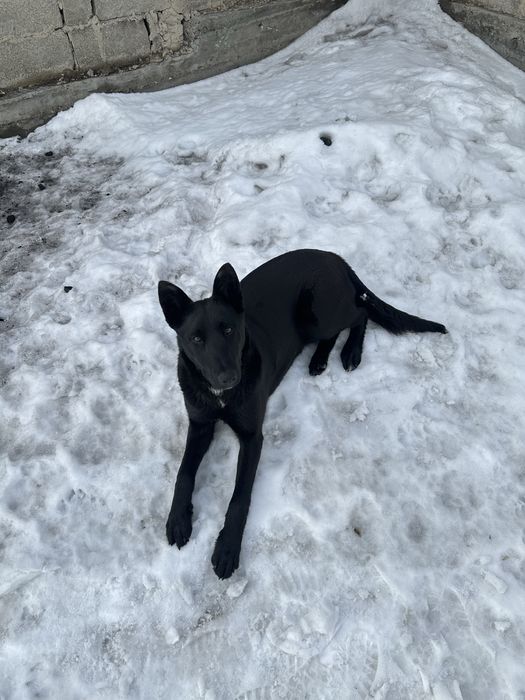 продам щенка породы малинуа