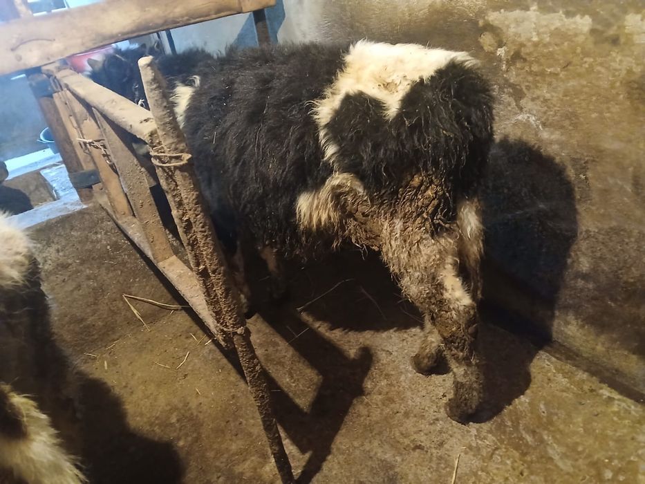 3 еркек 2 урғашы сатылады