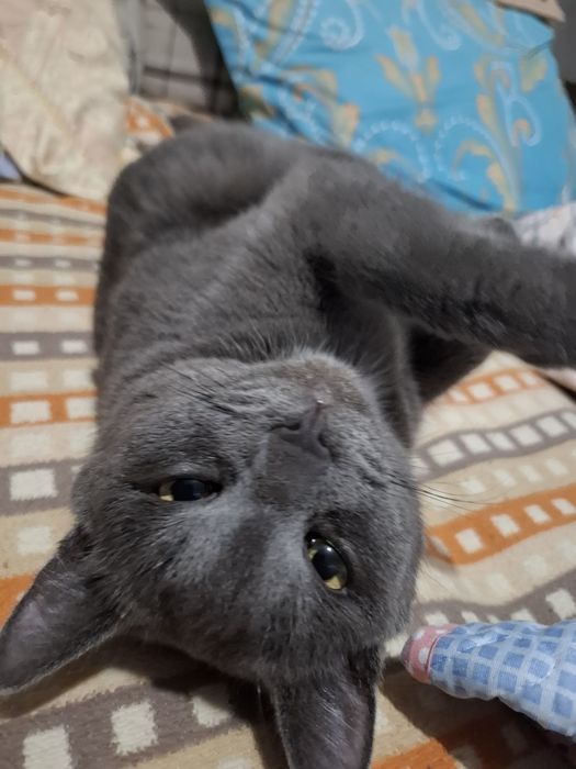 Отдам хороший руки кот