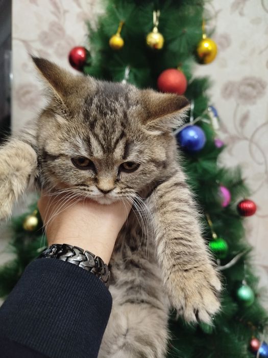 Yalangoch aerobika rasmlar va videolar