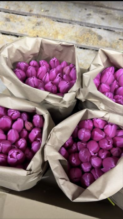 Тюльпаны Алматы. Тюльпаны из теплицы.