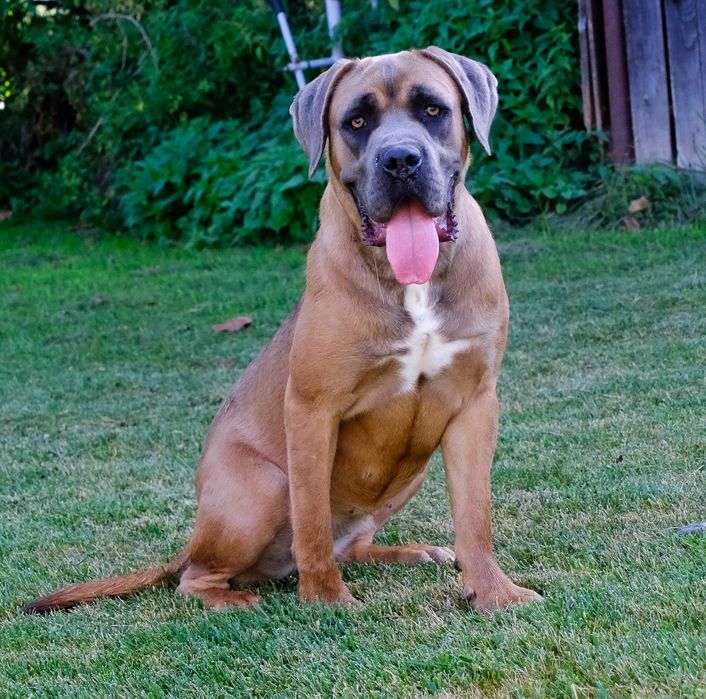 Cane Corso cu pedigree FCI de tip A