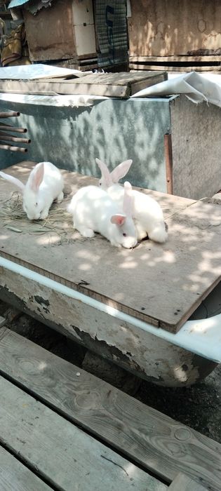 Quyon gosh bor sivejiy