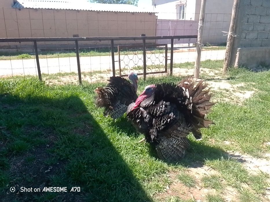 Үндік қораздар гибрид