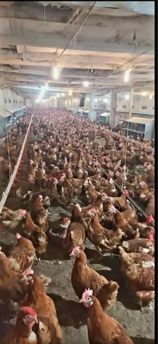 Gaini ideala pentru orice mediu si gospodarie