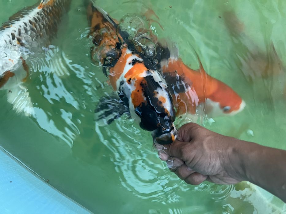 Кои рыба для пруда