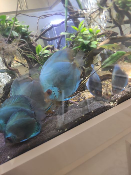 Discus Blu Daimnd
