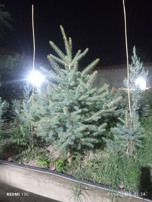 Арча archa archa