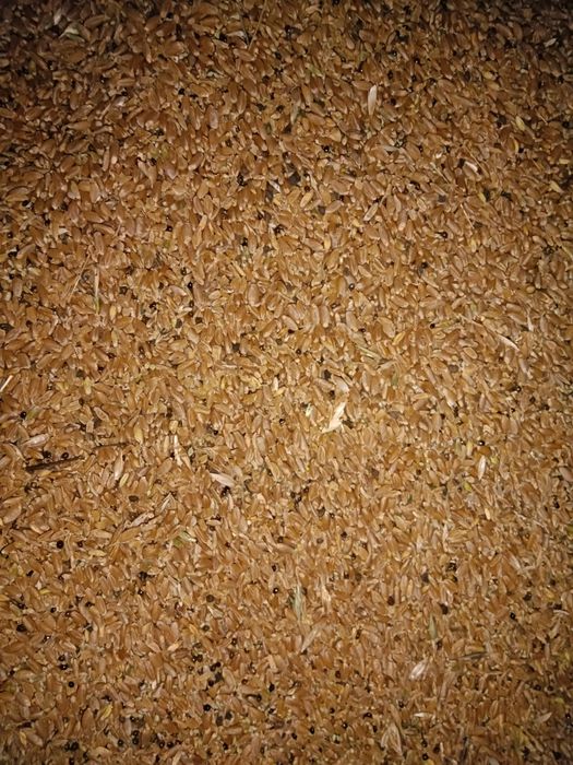 Ценные Зерноотходы