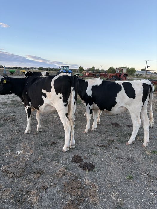 Juninci holstein cu pedigree