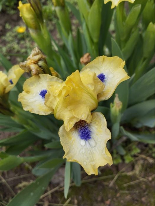 Карликовые ирисы