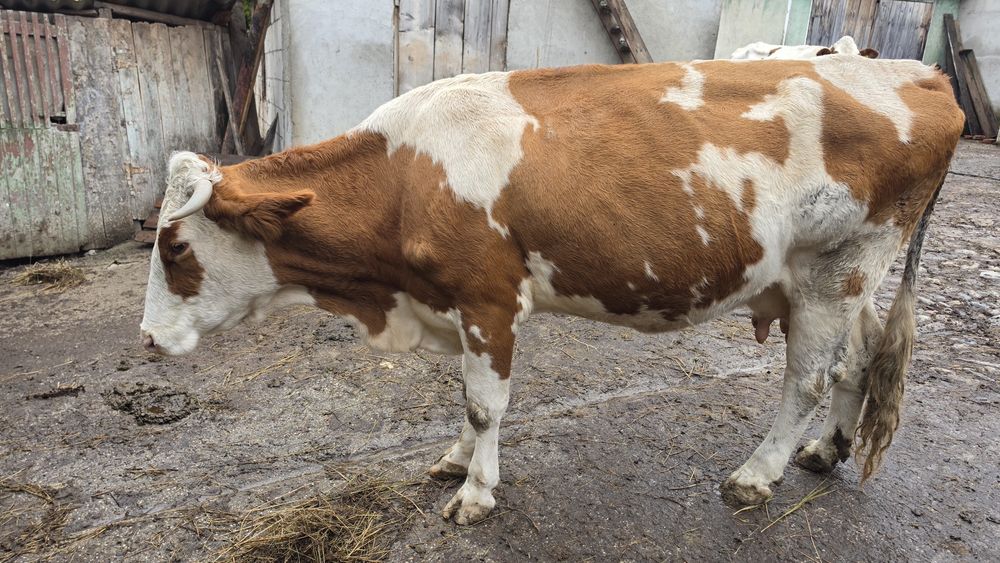 Vând vaca 7 ani  gestanta