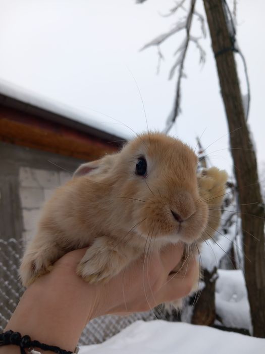 Iepuri de vanzare!!