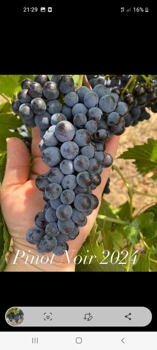 Vând struguri de vin toate soiurile cu transport la domiciliu clientul