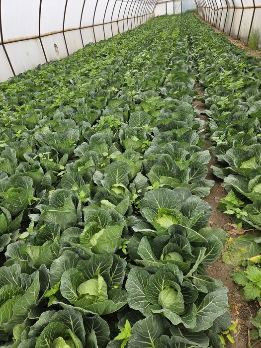 Varză extratimpurie