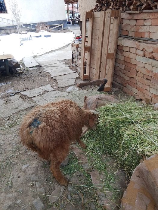 Токты, барашек, ягненок