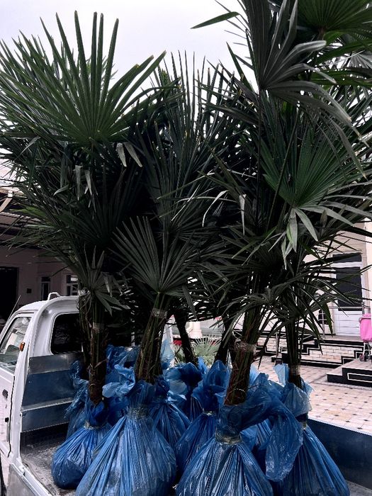 Qishki palma gullari