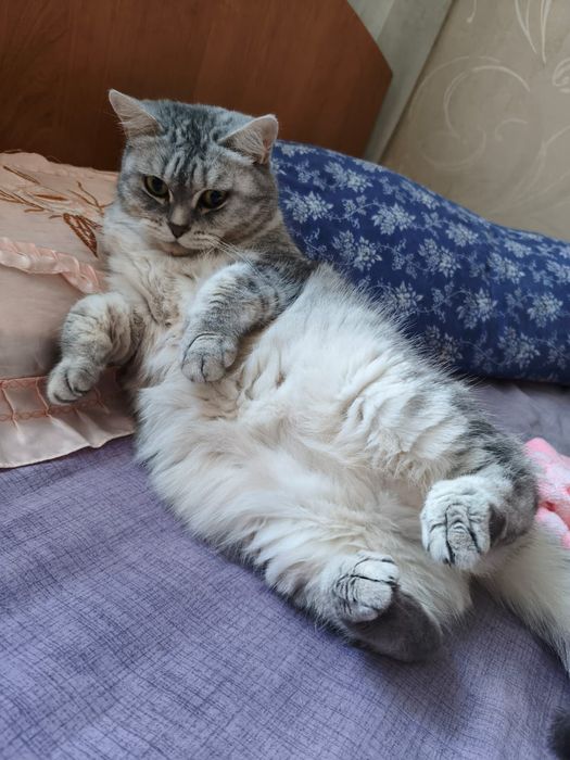 Отдам британская пародия