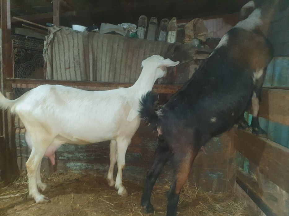 Продаю породистых коз