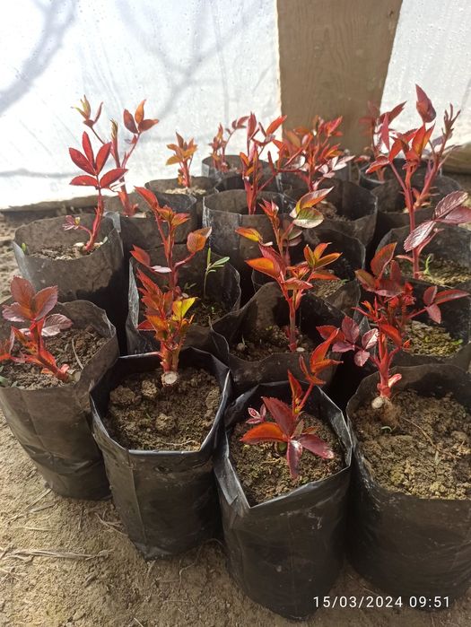 Issiqxona atirgullari