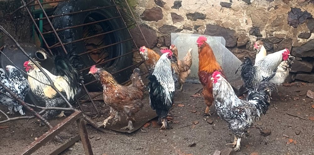 Петли на осем месеца