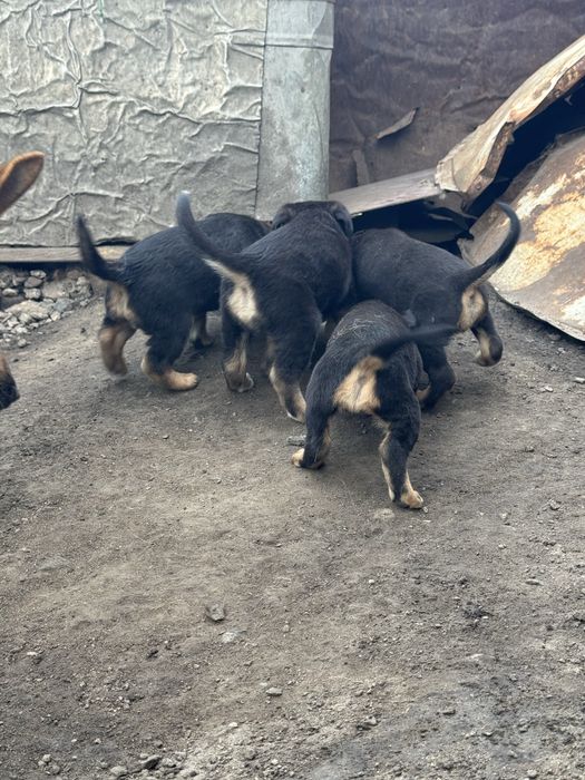отдам щенят бесплатно