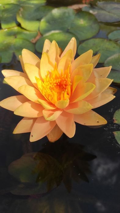 Водяные лилии, нимфеи, кувшинки