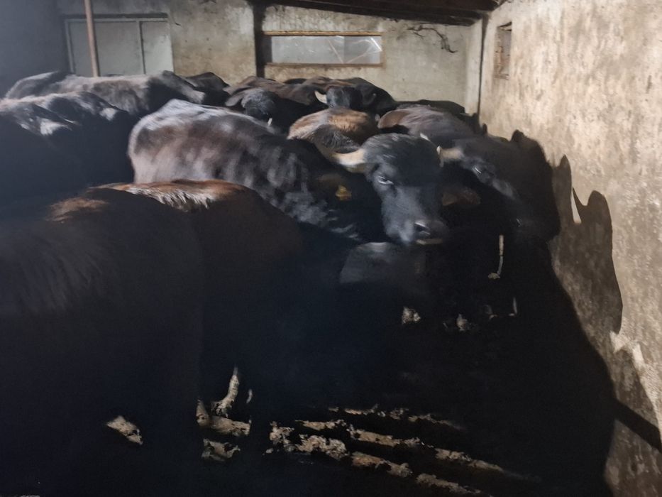 Vând taurasi de bivol