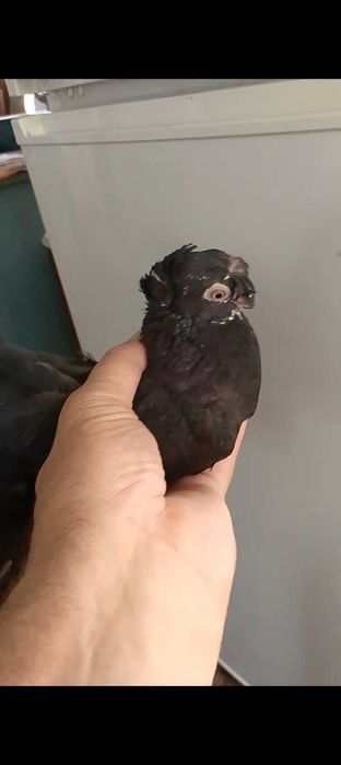 Продаются голуби