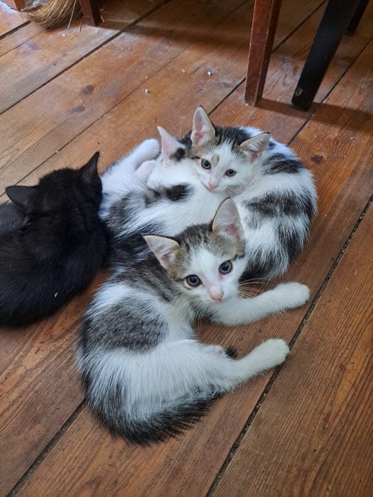 Котята бесплатно