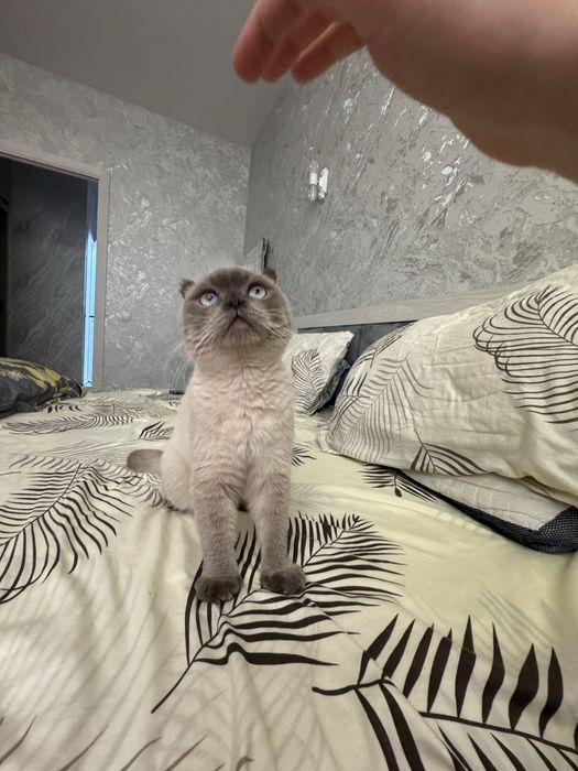 Чистокровный Скотиш фолд для вязки